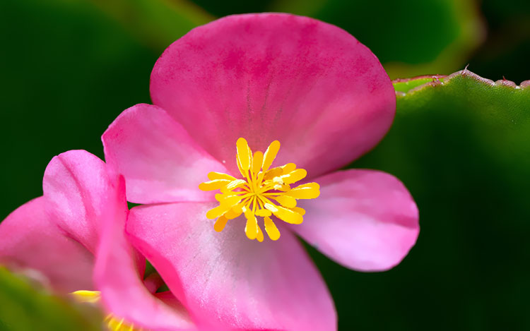 粉红色的花瓣陆地植物