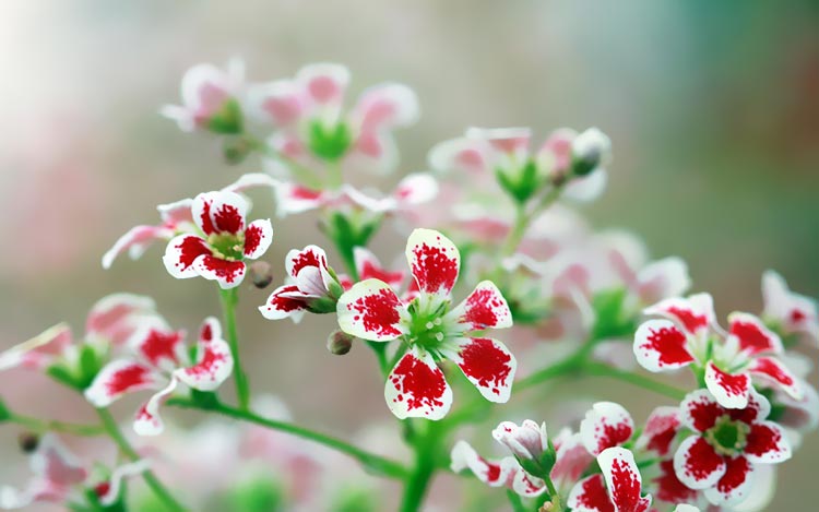 红色花朵植物5K散景照片