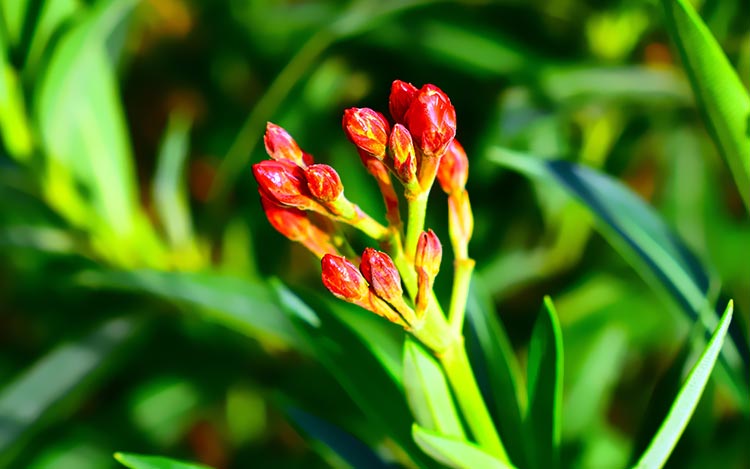 绿叶红色花芽植物5k特写镜头