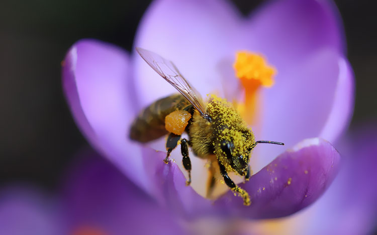 蜜蜂采花蜂蜜番红花植物5K微距照片