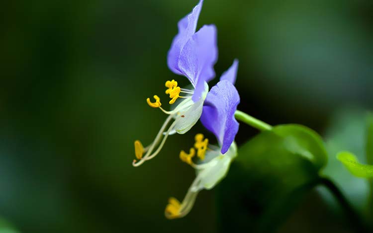 紫色花花瓣植物