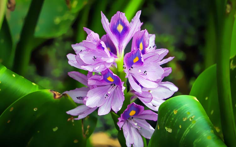 紫色水仙花植物