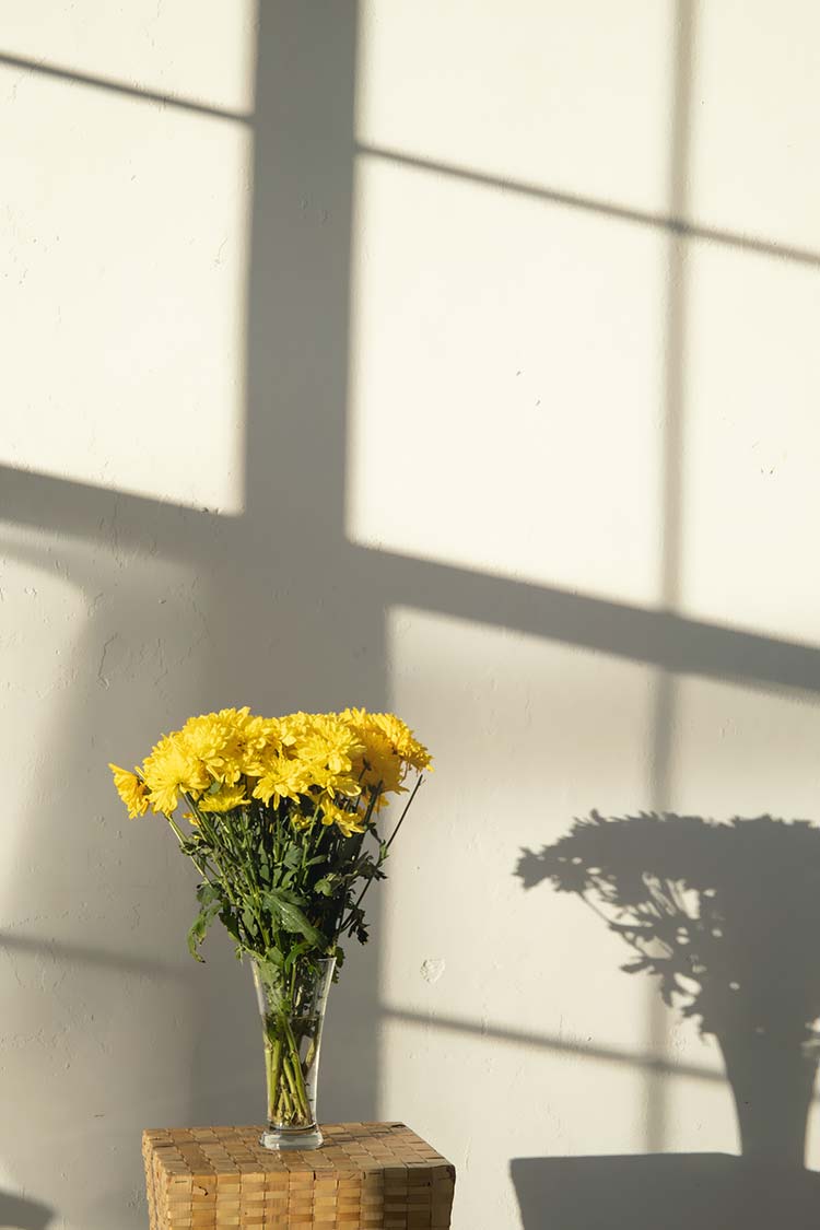 菊花美景黄色