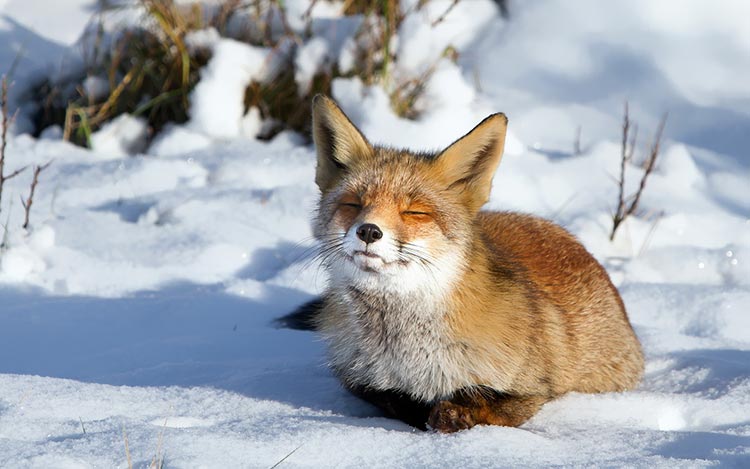雪地里的狐狸